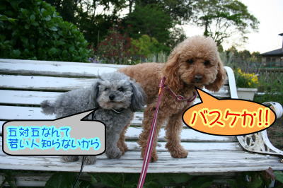 トイプードルレッドとシルバー成犬画像