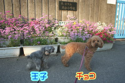 トイプードルレッドとシルバー成犬画像