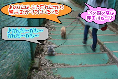 トイプードルレッドとシルバーの成犬画像