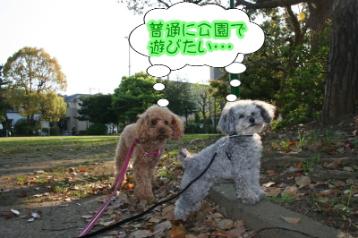 トイプードルレッドとシルバー成犬画像
