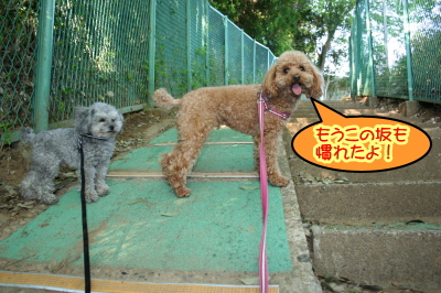 トイプードルレッドとシルバー成犬画像