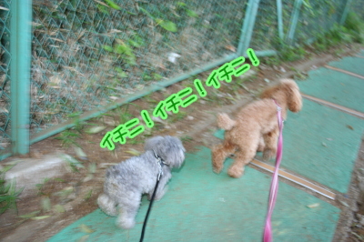 トイプードルレッドとシルバー成犬画像