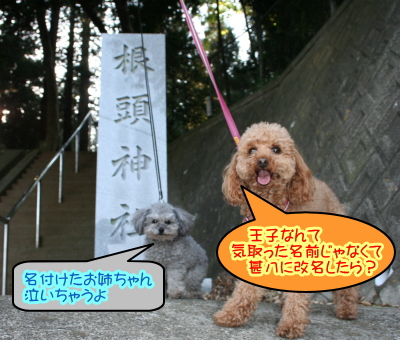 トイプードルレッドとシルバー成犬画像