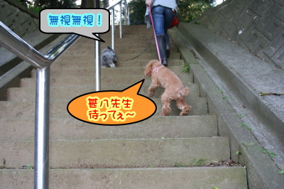 トイプードルレッドとシルバー成犬画像