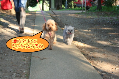 トイプードルレッドとシルバー成犬画像
