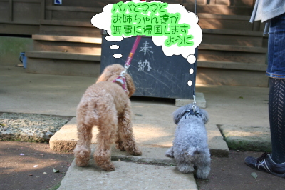 トイプードルレッドとシルバー成犬画像