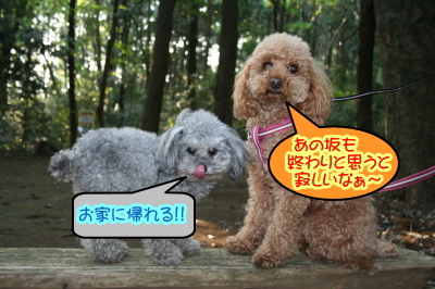 トイプードルレッドとシルバー成犬画像