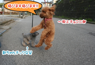 トイプードルレッドとシルバー成犬画像