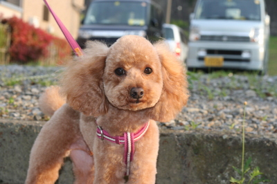 トイプードルレッド成犬画像
