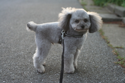 トイプードルシルバー成犬画像