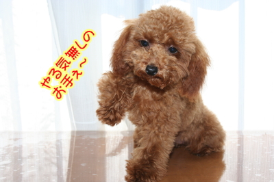 トイプードルレッドの子犬メス生後半年画像