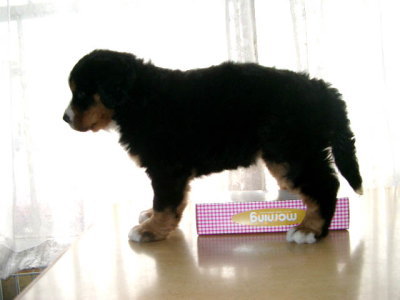 バーニーズマウンテンドッグ子犬メス画像