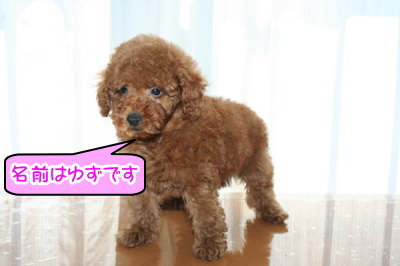 トイプードルレッドの子犬メス画像