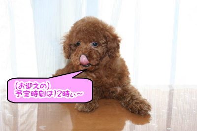 トイプードルレッドの子犬メス画像