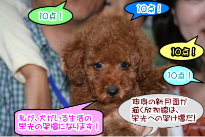 トイプードルレッドの子犬メス画像