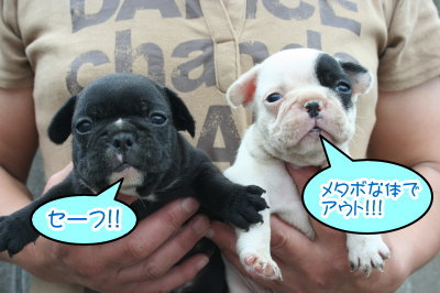 フレンチブルドッグパイドとブリンドルの子犬画像