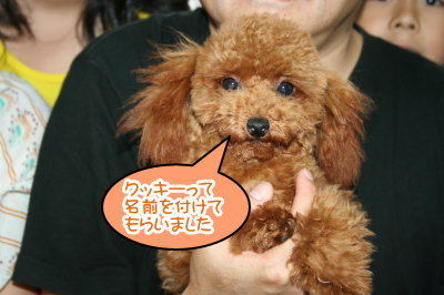 ティーカップサイズのトイプードルレッドの子犬メス画像