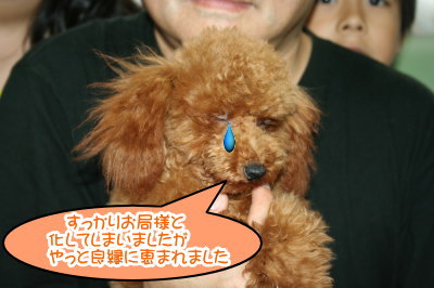 ティーカップサイズのトイプードルレッドの子犬メス画像