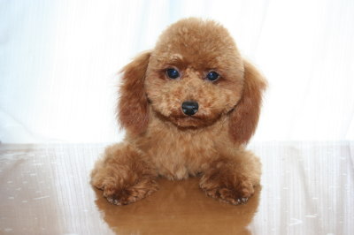 ティーカップサイズのトイプードルレッドの子犬メス画像