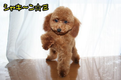 ティーカップサイズのトイプードルレッドの子犬メス画像