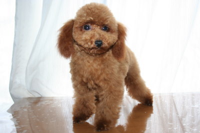 ティーカップサイズのトイプードルレッドの子犬メス画像