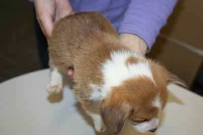 ウェルシュコーギーレッド&ホワイト子犬画像