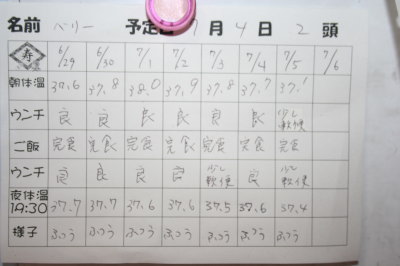 トイプードルレッド犬の出産(お産)画像