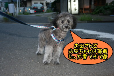 トイプードルシルバー生後5ヵ月画像