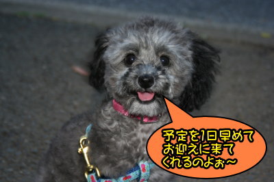 トイプードルシルバー生後5ヵ月画像