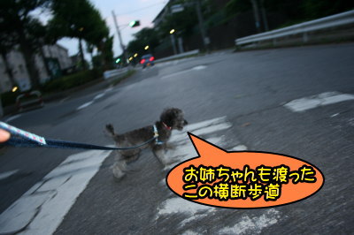 トイプードルシルバー生後5ヵ月画像