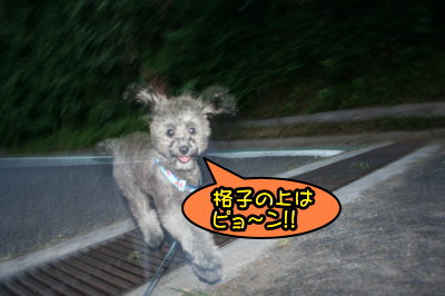 トイプードルシルバー生後5ヵ月画像