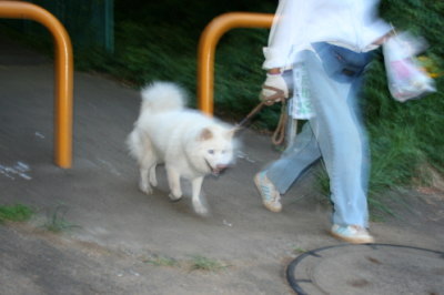 雑種の白い犬画像