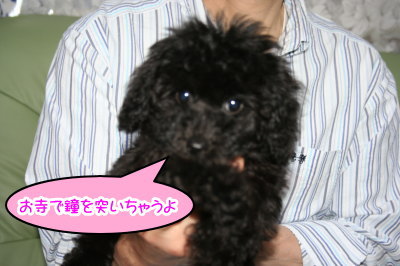 トイプードルブラックの子犬メス画像