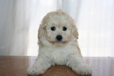 トイプードルホワイトの子犬メス画像