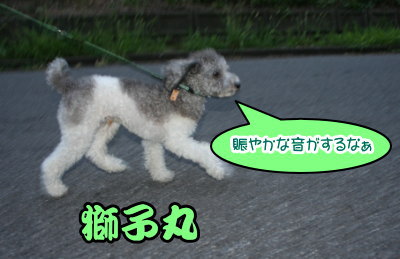 トイプードル白黒パーティー画像