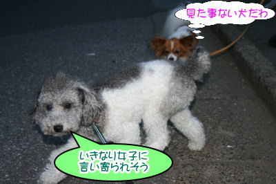 トイプードル白黒パーティー画像