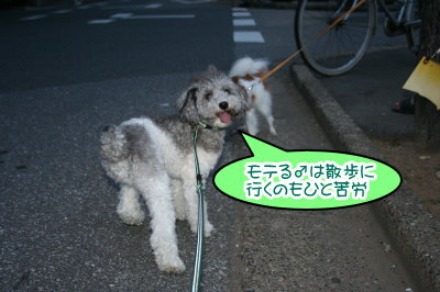 トイプードル白黒パーティー画像