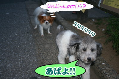 トイプードル白黒パーティー画像
