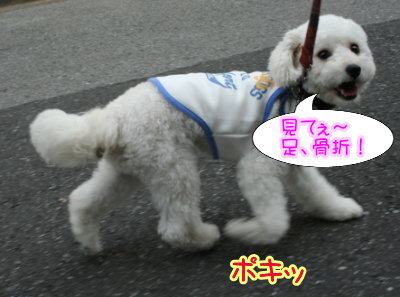 トイプードルホワイトとシルバー多頭飼い画像