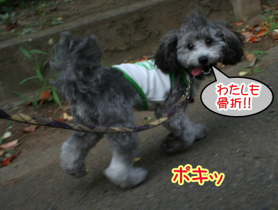 トイプードルホワイトとシルバー多頭飼い画像