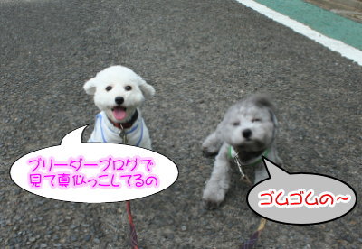 トイプードルホワイトとシルバー多頭飼い画像
