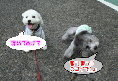 トイプードルホワイトとシルバー多頭飼い画像