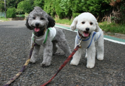トイプードルホワイトとシルバー多頭飼い画像