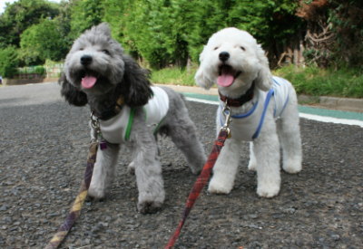 トイプードルホワイトとシルバー多頭飼い画像