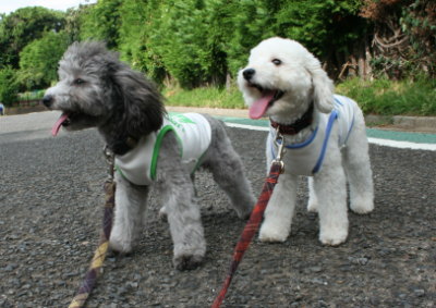 トイプードルホワイトとシルバー多頭飼い画像