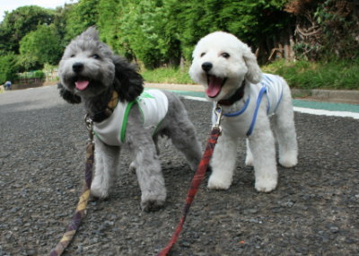 トイプードルホワイトとシルバー多頭飼い画像