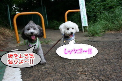 トイプードルホワイトとシルバー多頭飼い画像
