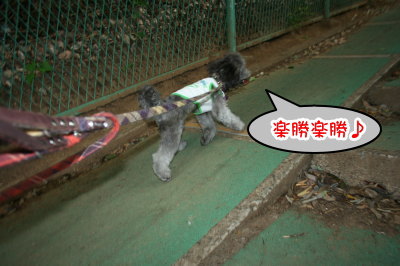 トイプードルホワイトとシルバー多頭飼い画像