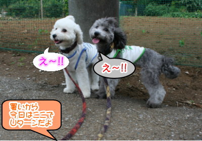 トイプードルホワイトとシルバー多頭飼い画像