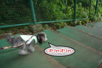 トイプードルホワイトとシルバー多頭飼い画像